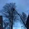 Услуги по обрезке деревьев и вырубке