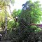 Опиловка и рубка деревьев