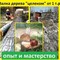 Вырубка деревьев