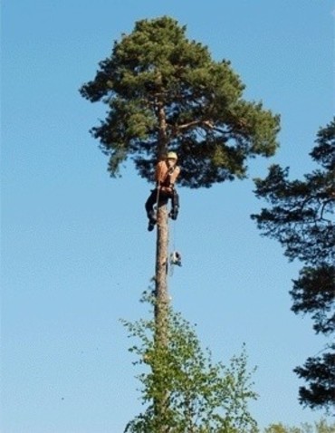 Опиловка и рубка деревьев