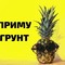 Приму грунт