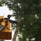 Услуги по обрезке деревьев и вырубке