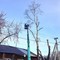 Кронирование деревьев