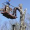 Услуги по обрезке деревьев и вырубке