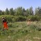 Спил деревьев и кустов, опиловка