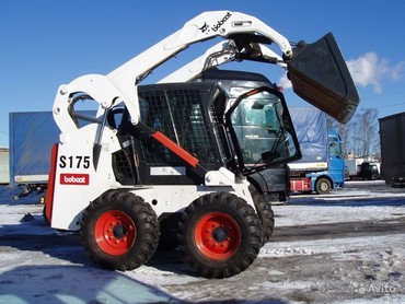 Bobcat