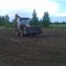 CAT428c