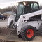 bobcat